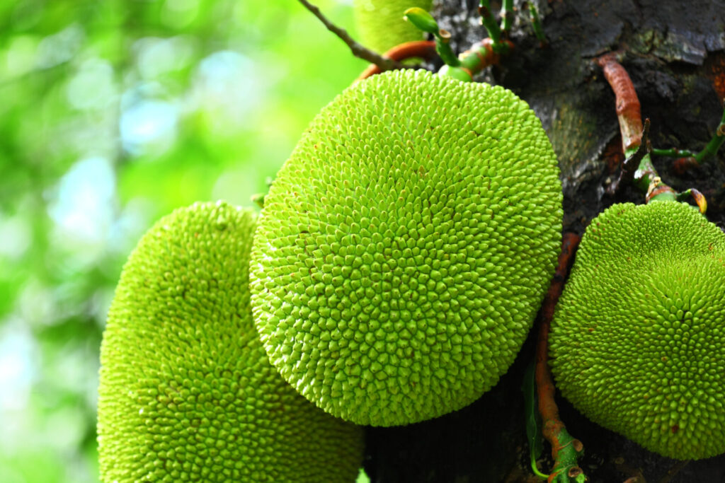 Jack fruit on tree